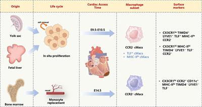 The role and therapeutic potential of macrophages in the pathogenesis of diabetic cardiomyopathy
